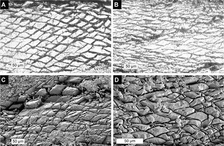 medium/medium-EGEOL-77-02-e141-gf4.png