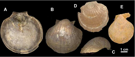 medium/medium-EGEOL-79-02-e154-gf3.png