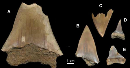 medium/medium-EGEOL-79-02-e154-gf4.png