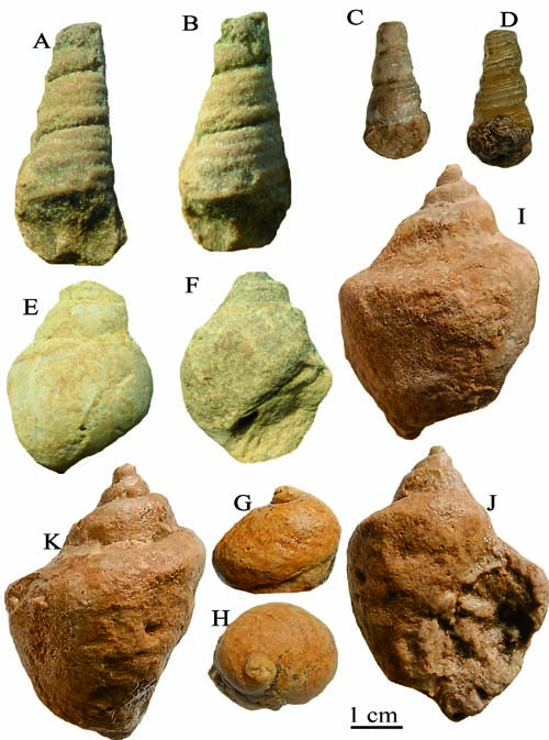 Conjunto de fósiles de conchas marinas de diferentes formas y tamaños con una escala de referencia en centímetros.

Descripción generada con IA